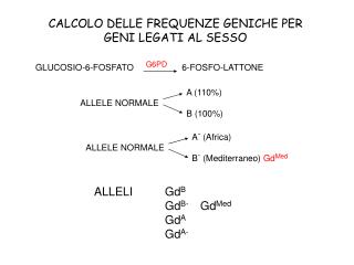 CALCOLO DELLE FREQUENZE GENICHE PER GENI LEGATI AL SESSO