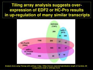 Tiling array analysis suggests over- expression of EDF2 or HC-Pro results