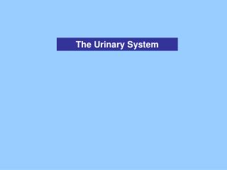 The Urinary System