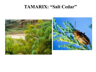 TAMARIX: “Salt Cedar”