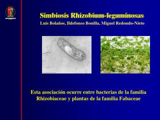 Simbiosis Rhizobium-leguminosas