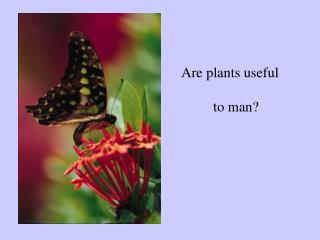 Are plants useful 	to man?