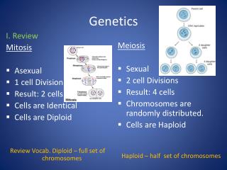 Genetics