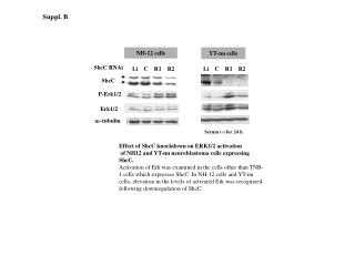 NH-12 cells