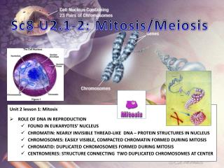 Unit 2 lesson 1: Mitosis ROLE OF DNA IN REPRODUCTION FOUND IN EUKARYOTES’ NUCLEUS