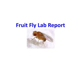 Fruit Fly Lab Report