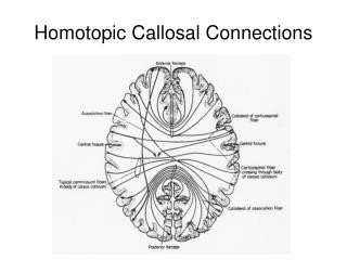 Homotopic Callosal Connections