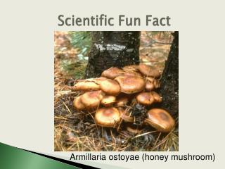 Scientific Fun Fact