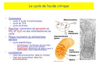 Le cycle de l’acide citrique