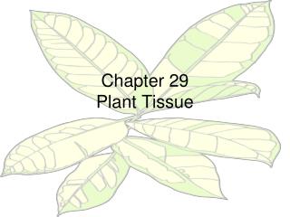 Chapter 29 Plant Tissue