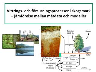 Vittrings - och försurningsprocesser i skogsmark – jämförelse mellan mätdata och modeller