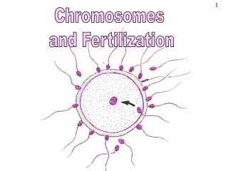 Chromosomes and Fertilization