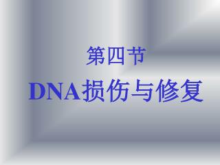 第四节 DNA 损伤与修复