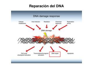 Reparación del DNA