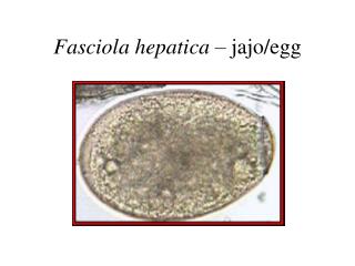 Fasciola hepatica – jajo/egg