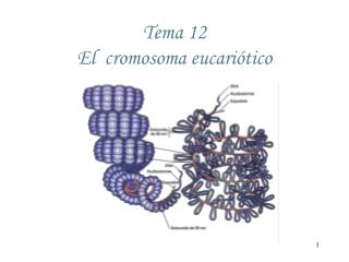 Tema 12 El cromosoma eucariótico