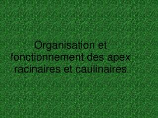 Organisation et fonctionnement des apex racinaires et caulinaires