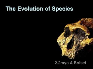 2.2mya A Boisei