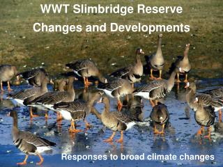 WWT Slimbridge Reserve Changes and Developments