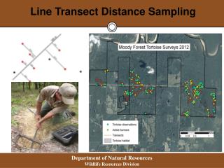 Line Transect Distance Sampling