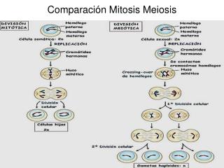 Comparación Mitosis Meiosis