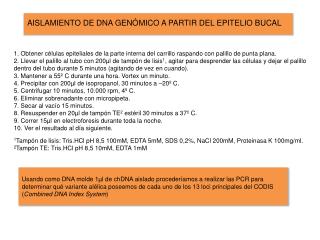 AISLAMIENTO DE DNA GENÓMICO A PARTIR DEL EPITELIO BUCAL