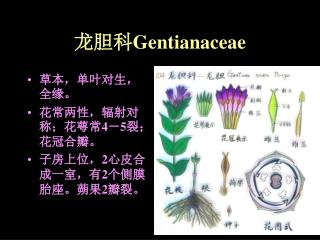 龙胆科 Gentianaceae