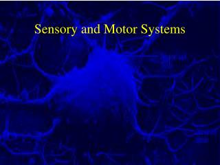 Sensory and Motor Systems