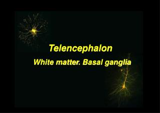 Telencephalon
