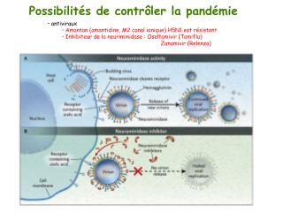 Possibilités de contrôler la pandémie