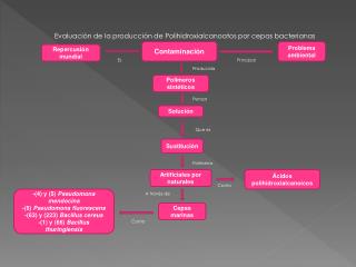 Evaluación de la producción de Polihidroxialcanoatos por cepas bacterianas marinas