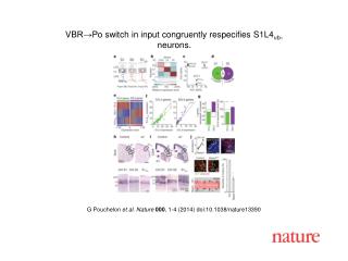 G Pouchelon et al. Nature 000 , 1-4 (2014) doi:10.1038/nature13390