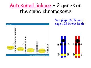 Autosomal linkage – 2 genes on the same chromosome
