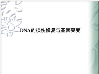 DNA 的损伤修复与基因突变