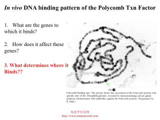 In vivo DNA binding pattern of the Polycomb Txn Factor