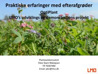 Praktiske erfaringer med efterafgrøder