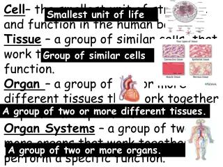 Smallest unit of life