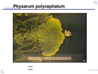 Physarum polycephalum