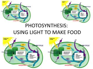 PHOTOSYNTHESIS: USING LIGHT TO MAKE FOOD
