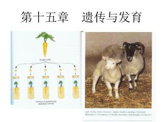 第十五章 遗传与发育