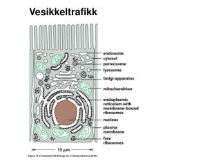 Vesikkeltrafikk