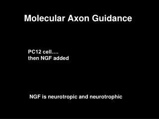 Molecular Axon Guidance