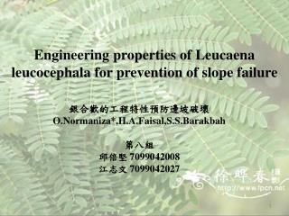 Engineering properties of Leucaena leucocephala for prevention of slope failure