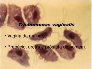 Trichomonas vaginalis Vagina da mulher, Prepúcio, uretra e próstata do homem.