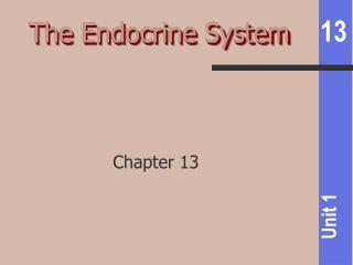 The Endocrine System