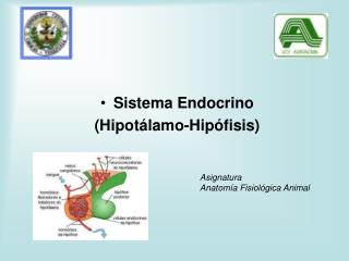 Sistema Endocrino (Hipotálamo-Hipófisis)