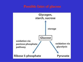 Possible fates of glucose