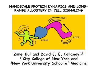 NANOSCALE PROTEIN DYNAMICS AND LONG-RANGE ALLOSTERY IN CELL SIGNALING
