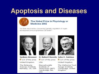 Apoptosis and Diseases