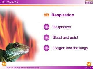 8B Respiration